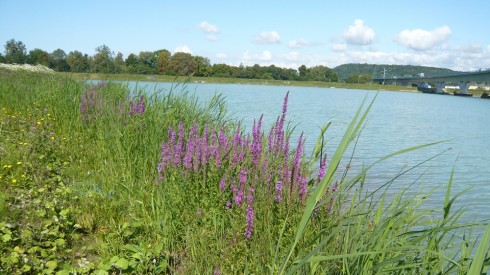 Les Muids, Choisy-au-Bac/Compiègne